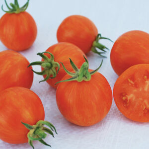 Apricot Zebra Heirloom Tomato