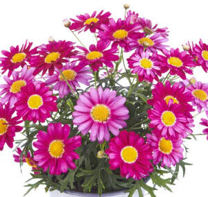 Argyranthemum (Daisy) Aramis Violet Shades (Vegetative)