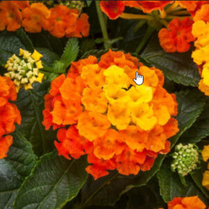 Bandana Mango Lantana (Vegetative)