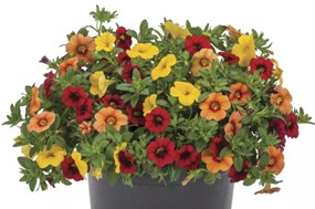 Callie Citrus Fire Mix Combo Pot
