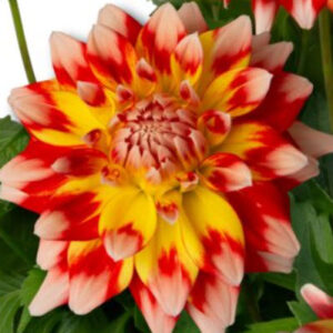 Hypnotica "Candy Corn" Dahlia