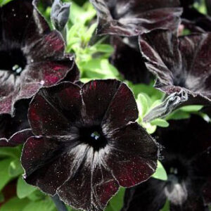 Crazytunia Black Mamba Petunia (Vegetative)