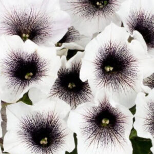 Crazytunia Black & White Petunia (Vegetative)