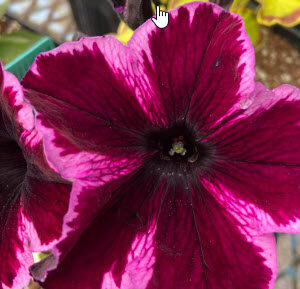 Crazytunia Cosmic Pink Petunia (Vegetative)
