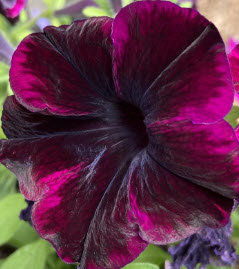 Crazytunia Cosmic Purple Petunia (Vegetative)