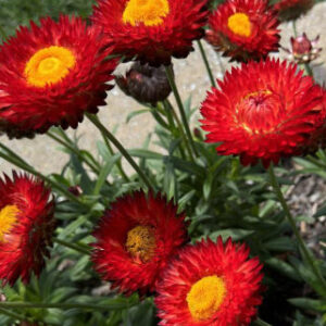 Bracteantha (aka Strawflowers) Crimson Red