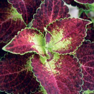 Dipt in Wine Coleus