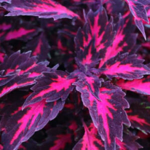 Downtown Royalty Coleus