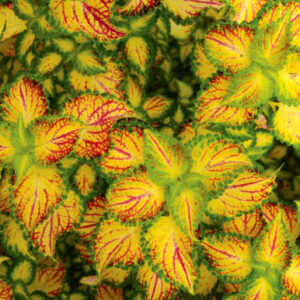 Terra Nova "Electric Slide" Coleus