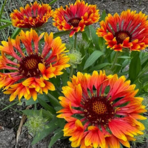 Gaillardia