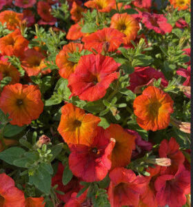 Golden Harvest Petunia (Vegetative)