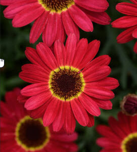 Argyranthemum (Daisy) Grandessa Red (Vegetative)