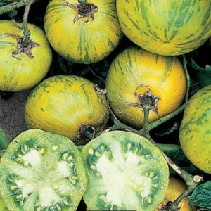 Green Zebra Heirloom Tomato