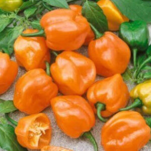 Habanero Orange Pepper