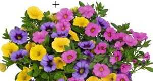 Hawaiian Color Clash Mix Combo Pot