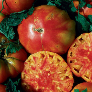 Hillbilly Heirloom Tomato