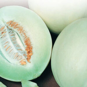 Honeydew Melon