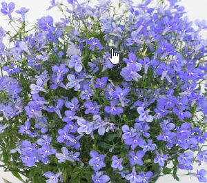 HotPot Sky Blue Lobelia (Vegetative)
