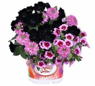 Material Girl Mix Combo Pot