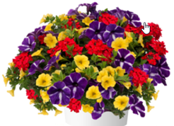 Parrot Head Combo Pot