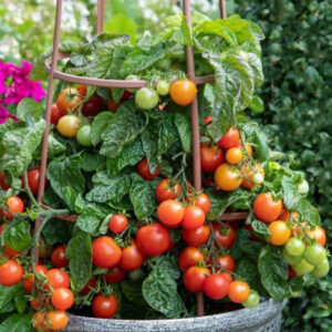 "Partyball" Cherry Mini Patio Tomato