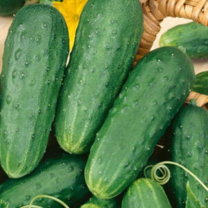 "Homemade Pickles" Pickling Cucumber