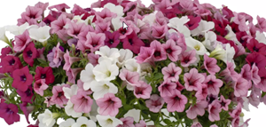 Rose Raspberry Mix Combo Pot