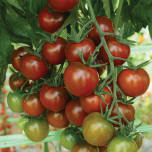 Sunchocola Specialty Tomato