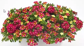 Swirling Shuffle Combo Pot