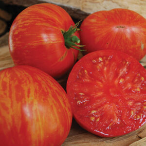 Wild Boar Solar Flare Heirloom Tomato